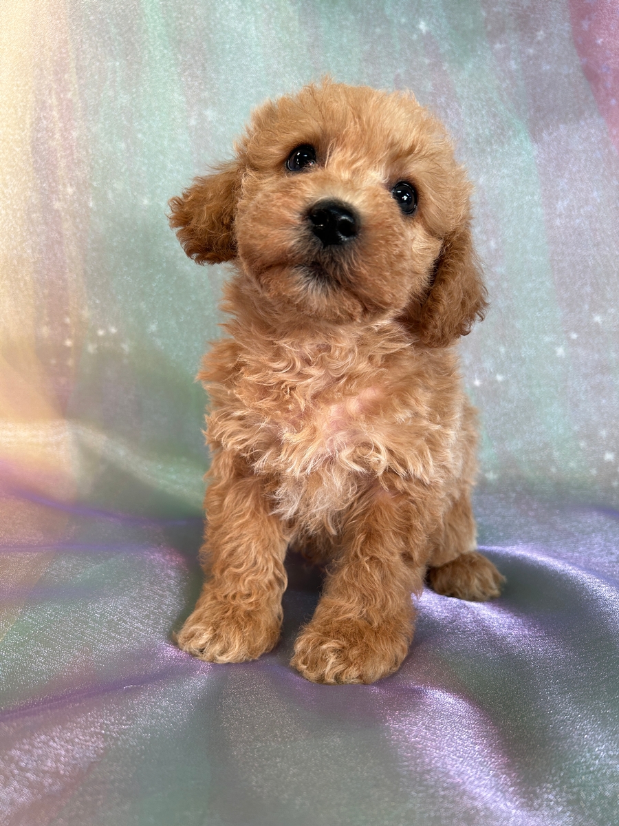 Male Schnoodle Puppy for Sale DOB 9-1-2024 $950